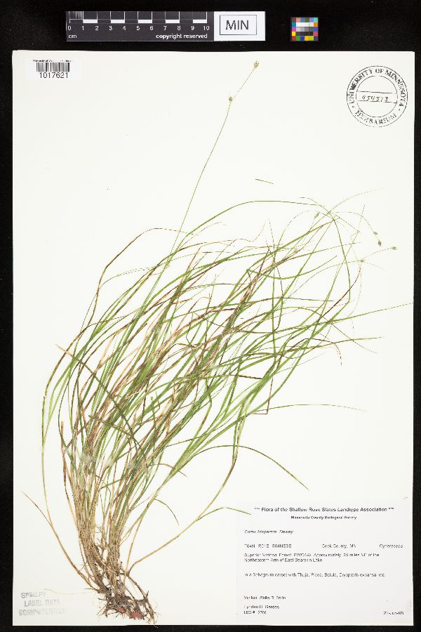 Carex trisperma image