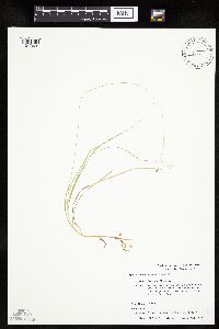 thumbnail image of current specimen