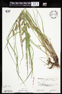 Carex tuckermanii image