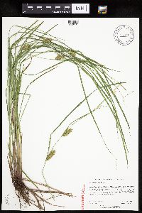 Carex tuckermanii image