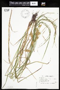 Carex tuckermanii image