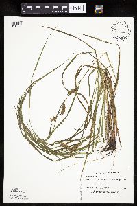 Carex tuckermanii image