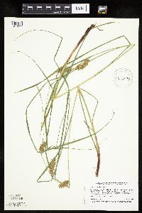 Carex tuckermanii image