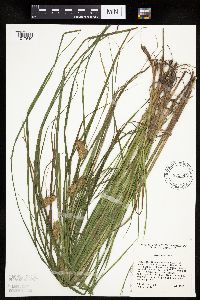 Carex tuckermanii image