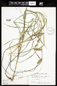 Carex tuckermanii image