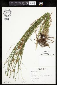 Carex tuckermanii image