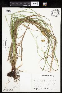 Carex tuckermanii image