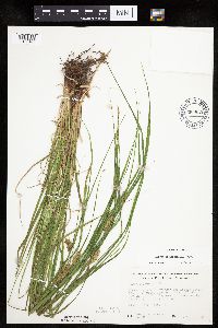 Carex tuckermanii image