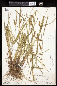 Carex tuckermanii image