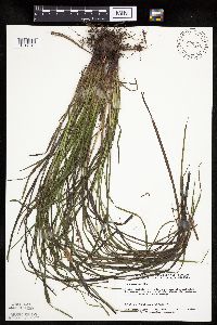 Carex tuckermanii image