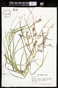 Carex tuckermanii image