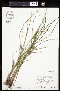 Carex tuckermanii image