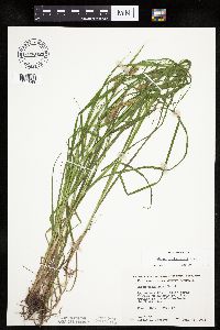 Carex tuckermanii image