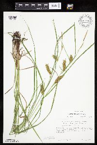 Carex tuckermanii image