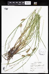 Carex tuckermanii image