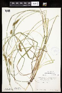 Carex tuckermanii image