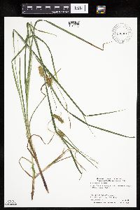 Carex tuckermanii image