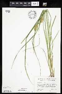Carex tuckermanii image