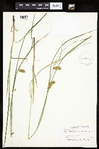Carex tuckermanii image