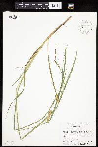 Carex tuckermanii image