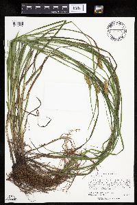 Carex tuckermanii image