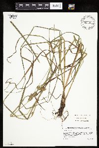 Carex tuckermanii image