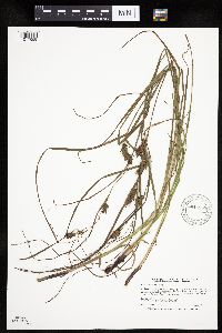 Carex tuckermanii image