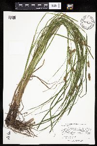 Carex tuckermanii image