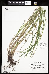 Carex tuckermanii image