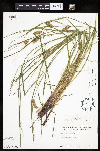 Carex tuckermanii image