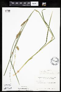 Carex tuckermanii image