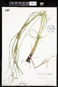 Carex tuckermanii image