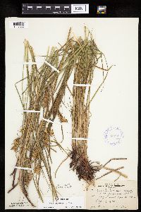 Carex tuckermanii image