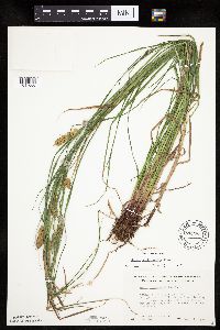 Carex tuckermanii image