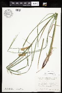 Carex tuckermanii image