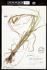 Carex tuckermanii image