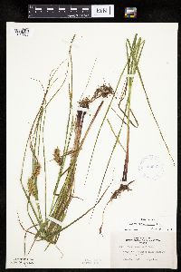 Carex tuckermanii image