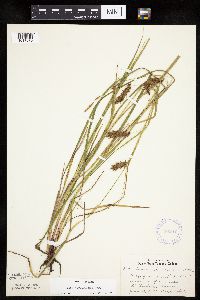 Carex tuckermanii image