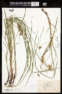 Carex tuckermanii image