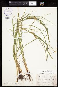 Carex tuckermanii image