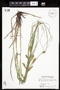 Carex tuckermanii image