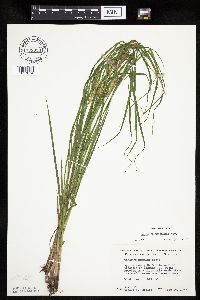 Carex tuckermanii image