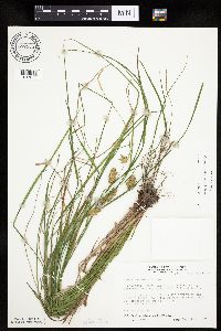 Carex tuckermanii image