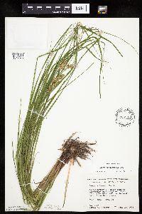Carex tuckermanii image