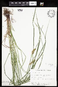 Carex tuckermanii image