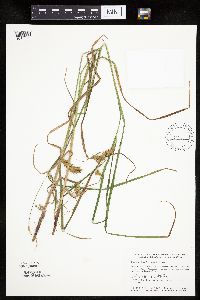 Carex tuckermanii image