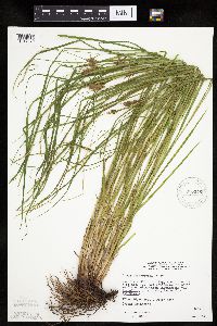 Carex tuckermanii image