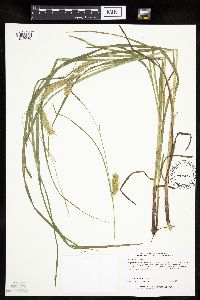 Carex tuckermanii image