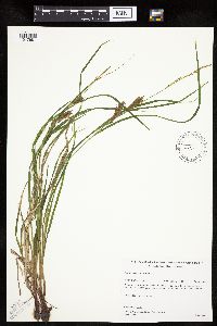 Carex tuckermanii image