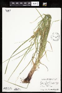 Carex tuckermanii image